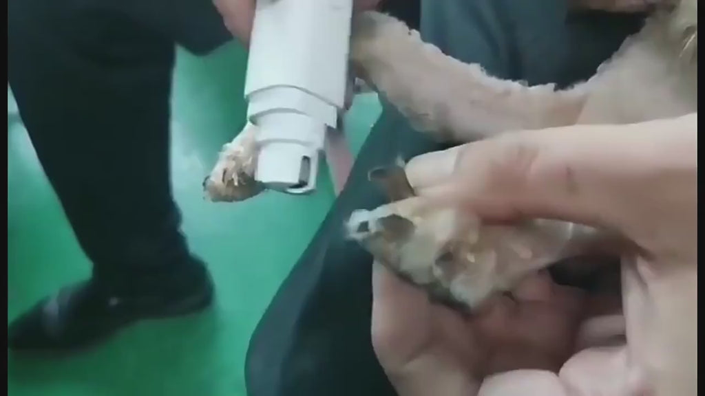 Electric Pet Nail Trimmer for Smooth, Stress-Free Care